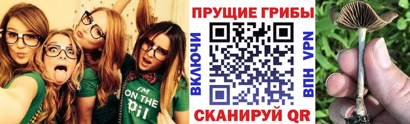 Галлюциногенные грибы Cubensis  мега вход  Шелехов 